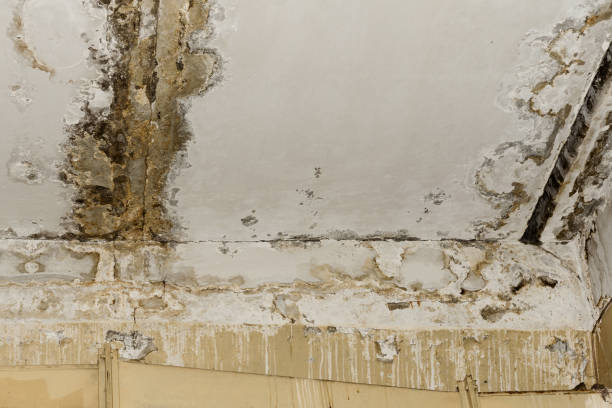Best Indoor Air Quality Assessment  in Boulder City, NV