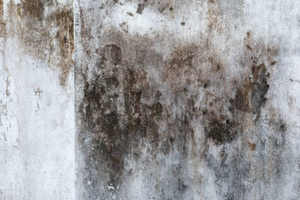 Best Attic Mold Removal  in Boulder City, NV